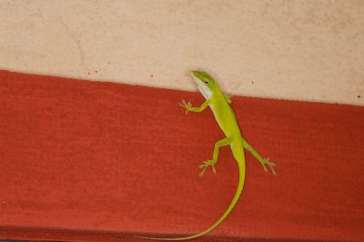 Get Lizards Effectively and Efficiently Removed!