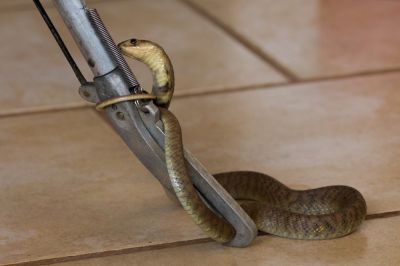 Get Snakes Safely Removed, Preventing Dangerous Bites!