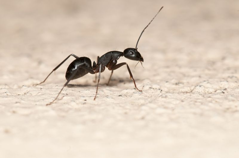 Ant Control Service in Katy, TX