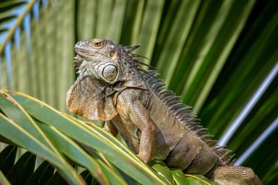 Prevent Future Reptile Infestations!